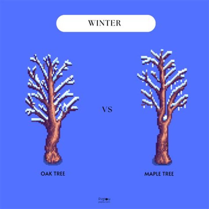 【How-to】What happens to the oak tree in winter