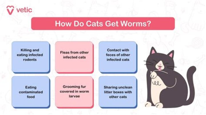 【How-to】What if my cat eats before surgery