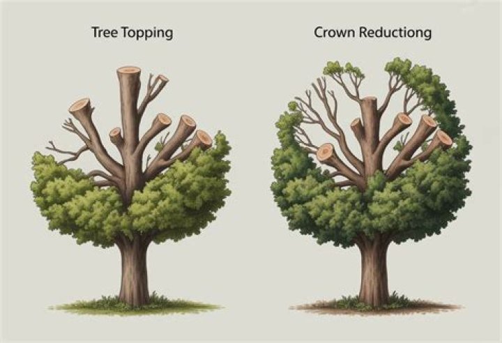 【How-to】What is crowning a tree
