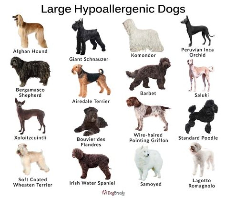 【How-to】What is the cheapest hypoallergenic dog breed