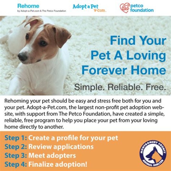 【How-to】What is the fastest way to rehome a dog