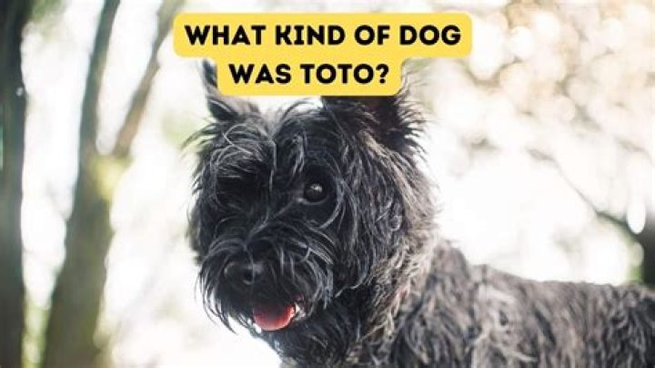【How-to】What kind of dog was toto