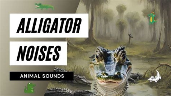 【How-to】What noise does an alligator make
