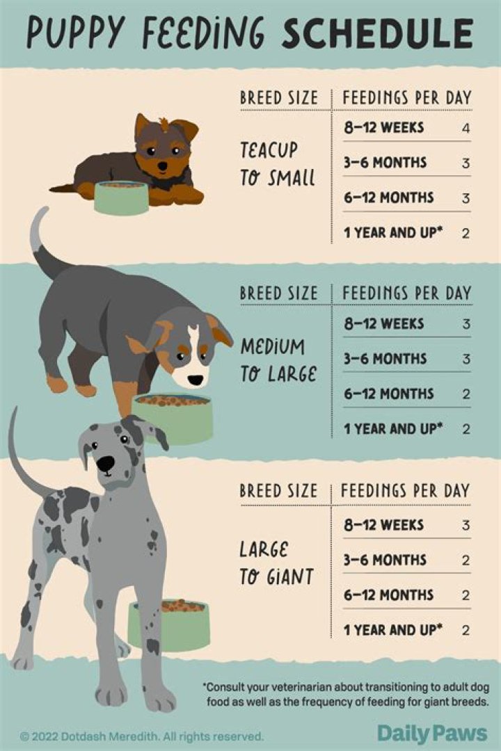 【How-to】What time should you feed your dog