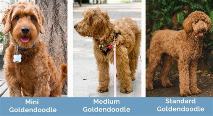 【How-to】Whats better goldendoodle or labradoodle