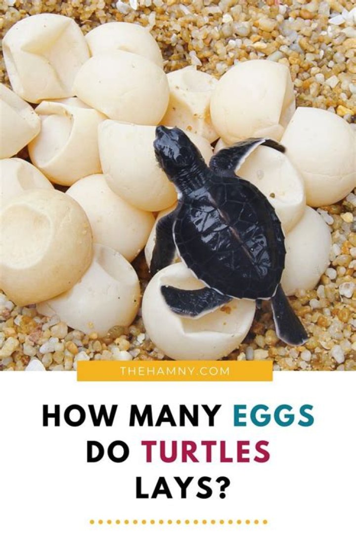 【How-to】When do turtles lay eggs