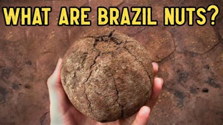 【How-to】Where do brazil nuts come from