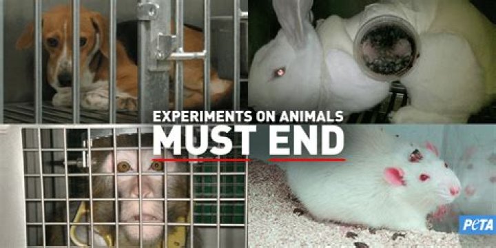 【How-to】Why animal testing is bad