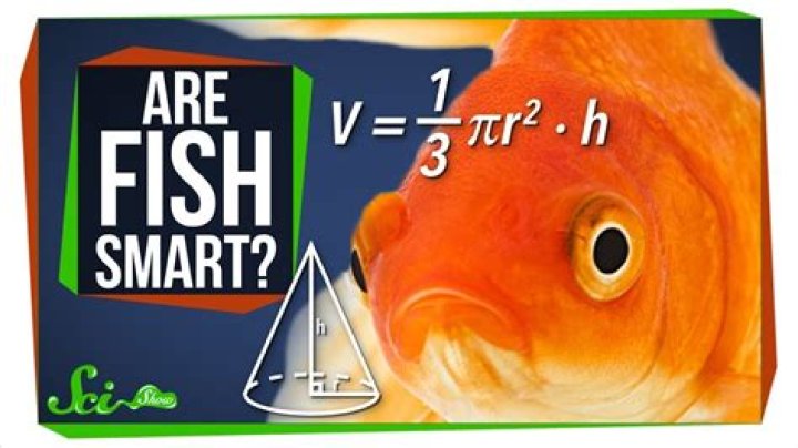 【How-to】Why are fish so smart