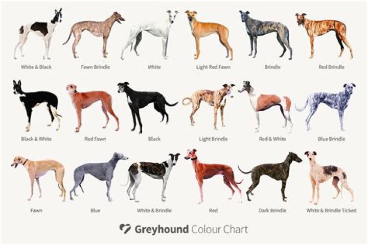 【How-to】Why are italian greyhounds so skinny