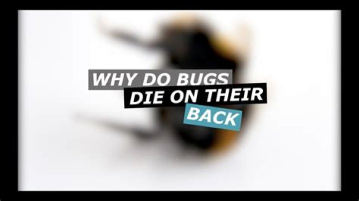 【How-to】Why do bugs die on their backs