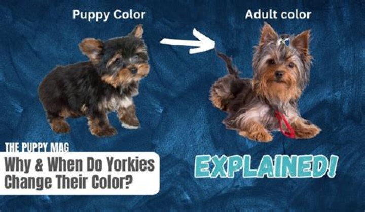 【How-to】Why is my yorkie shaking and panting