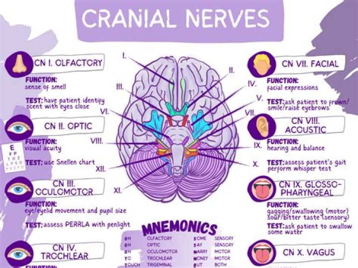 【How-to】Why it is called criminal nerve of grassi