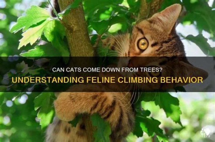 【How-to】Will cats come down from trees on their own