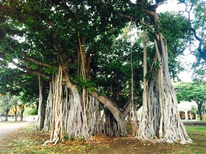Is Bodhi tree a banyan tree?