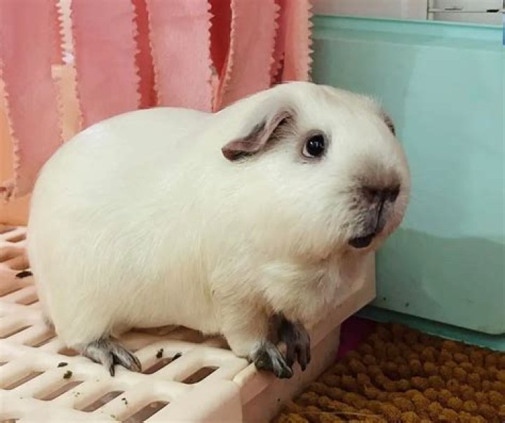 Is guinea pig poop toxic?