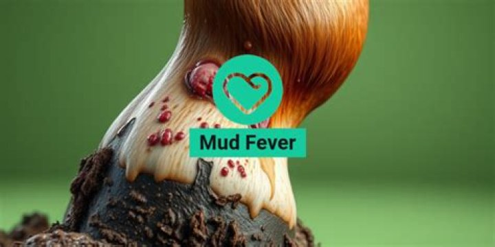 Is mud fever painful?
