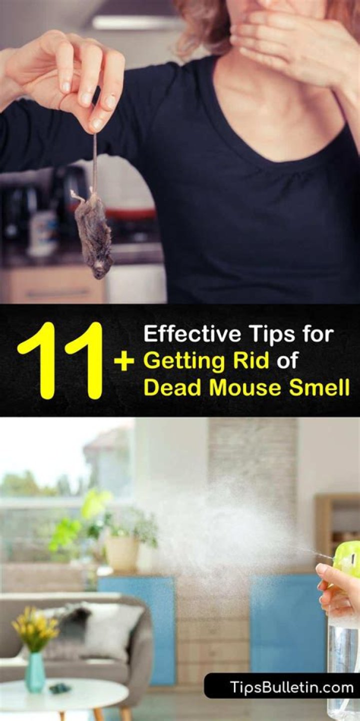 Is the smell of a dead mouse harmful?