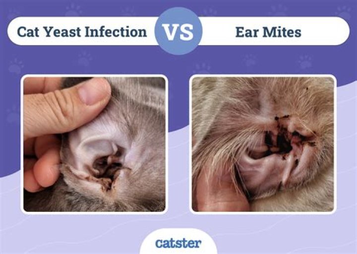 Should cat's ears be wet inside?