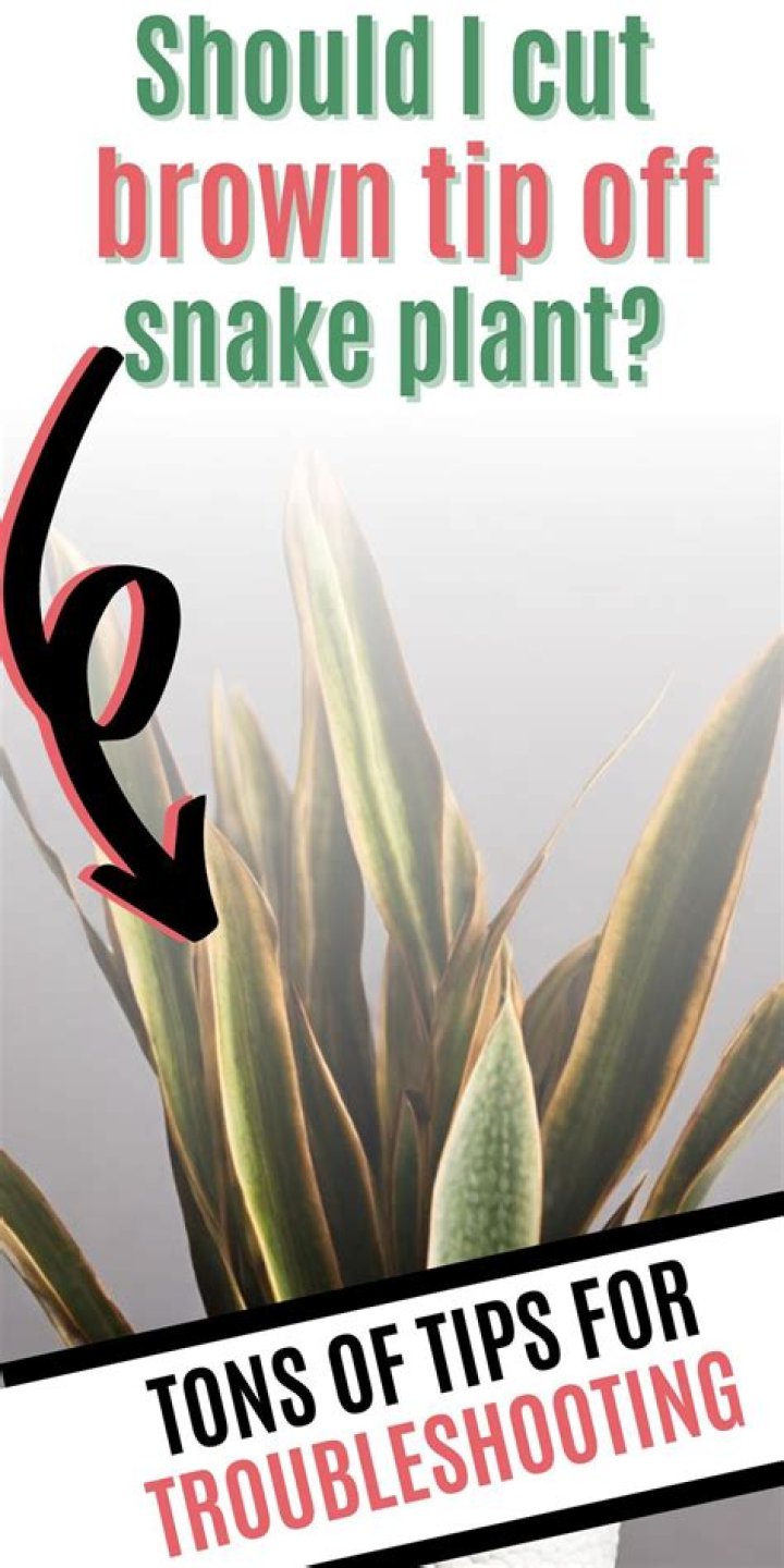 Should I cut the brown tips off my plant?