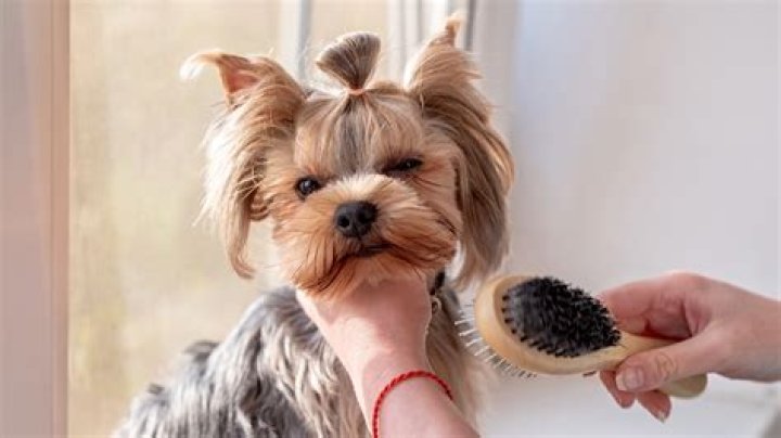 Should you brush your dog's tail?