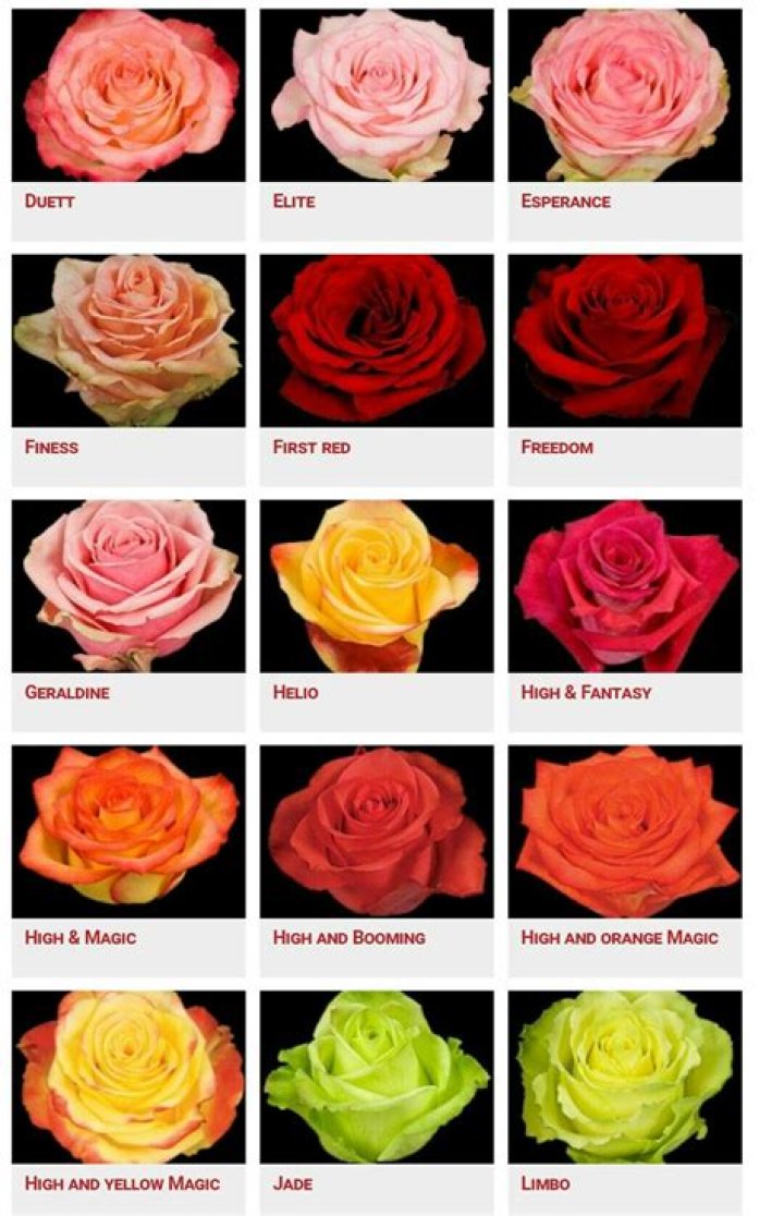 What are 12 roses called?