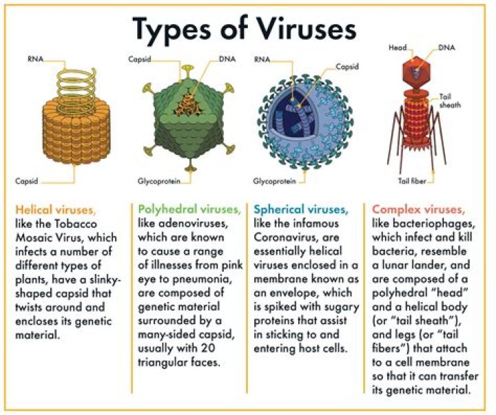 What are famous viruses?