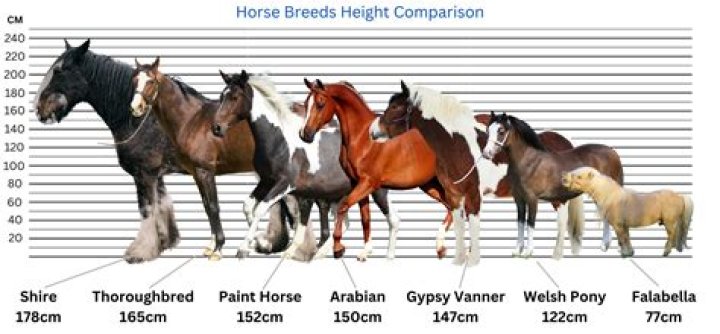 What breed is links horse?