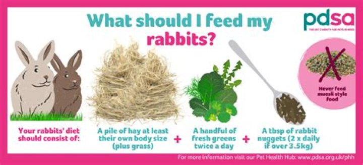 What can I feed my rabbit at home?