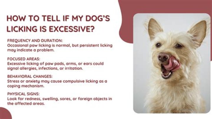 What causes excessive licking in dogs?