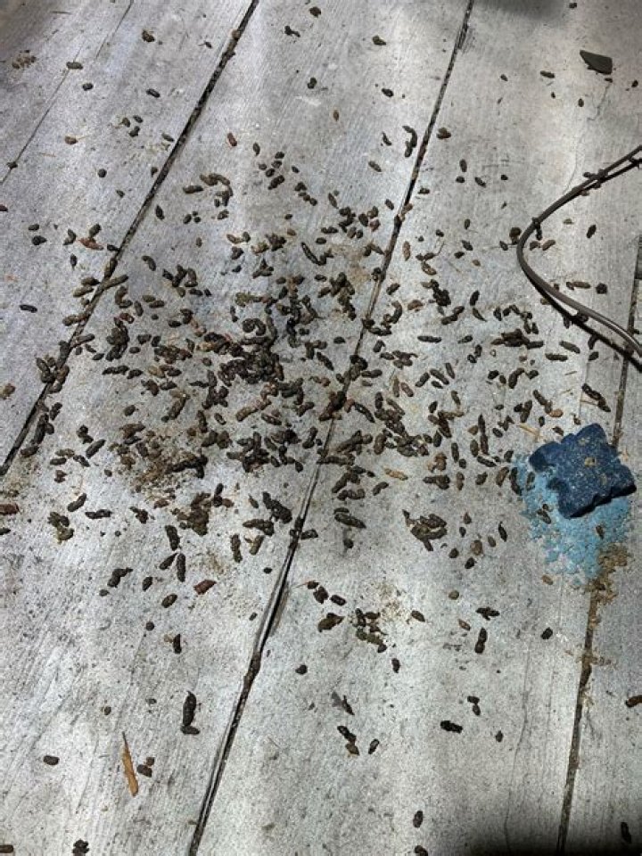 What do flying squirrel droppings look like?