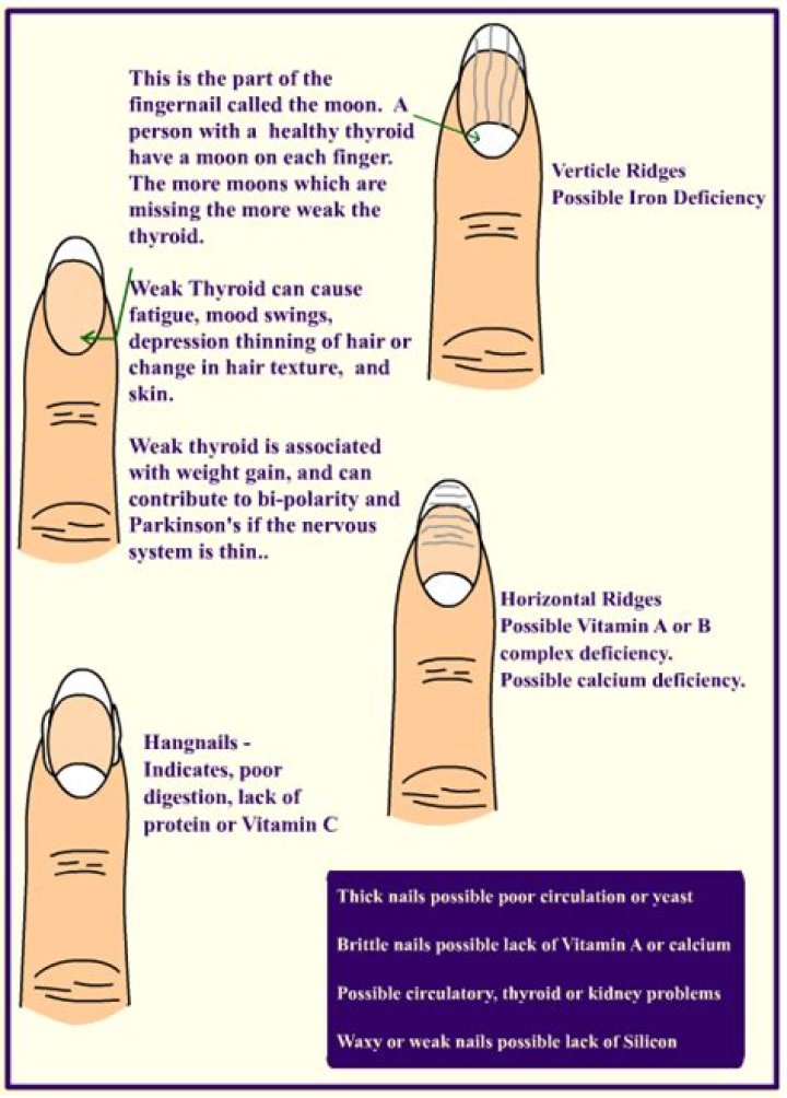 What do half moons on fingernails mean?