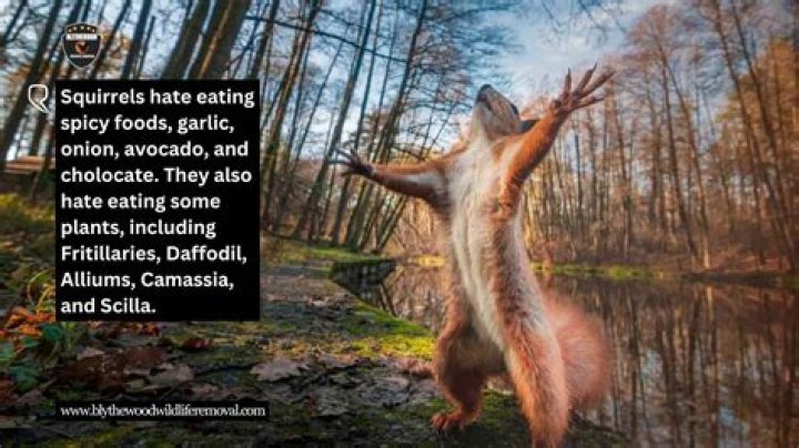What do squirrels hate?