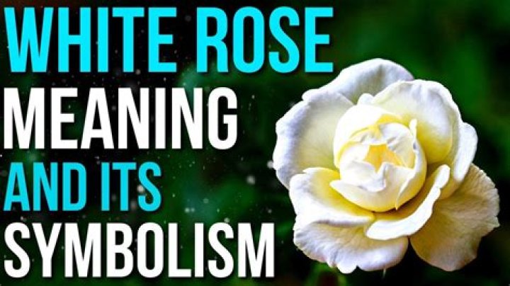 What does 5 stalks of white roses mean?