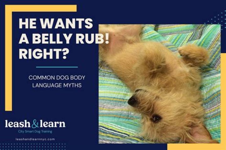 What does a belly rub mean to a dog?