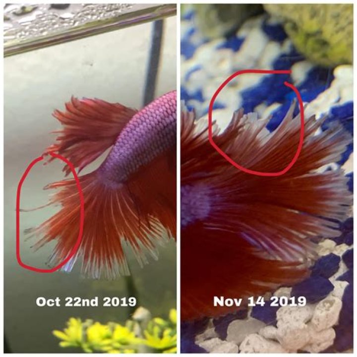 What does betta fin regrowth look like?