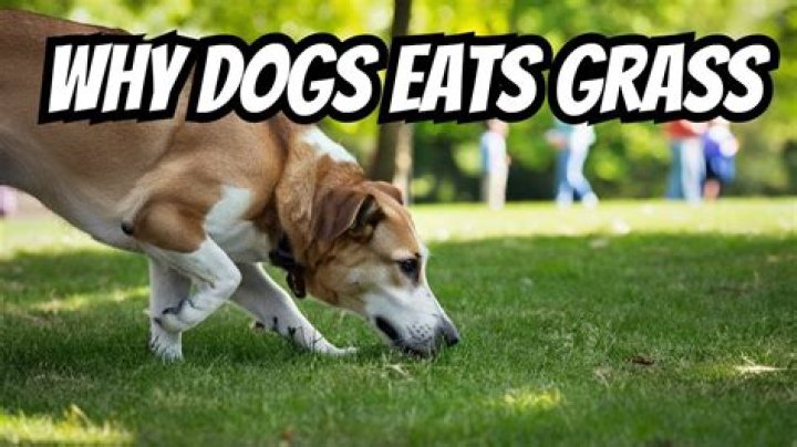 What does it mean when your dog eats grass?