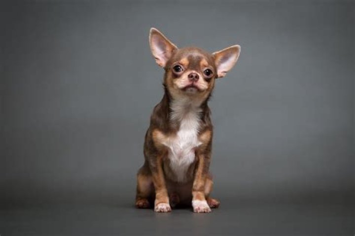 What dog breeds have the most separation anxiety?