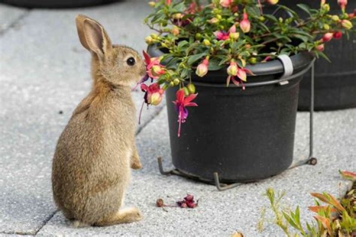 What food is poisonous to rabbits?