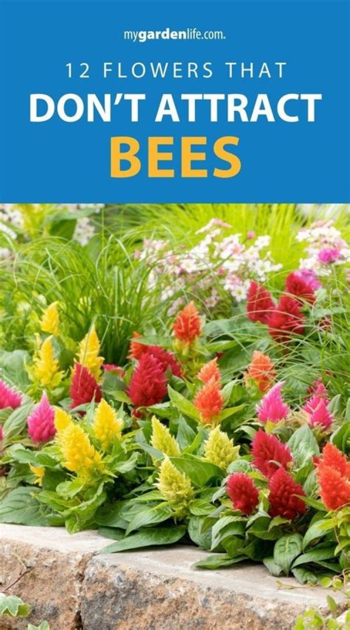 What herbs do not attract bees?