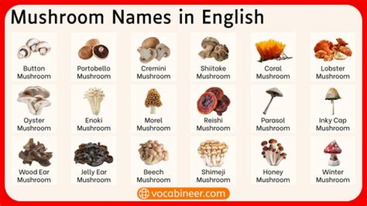 What is the class name for mushroom?
