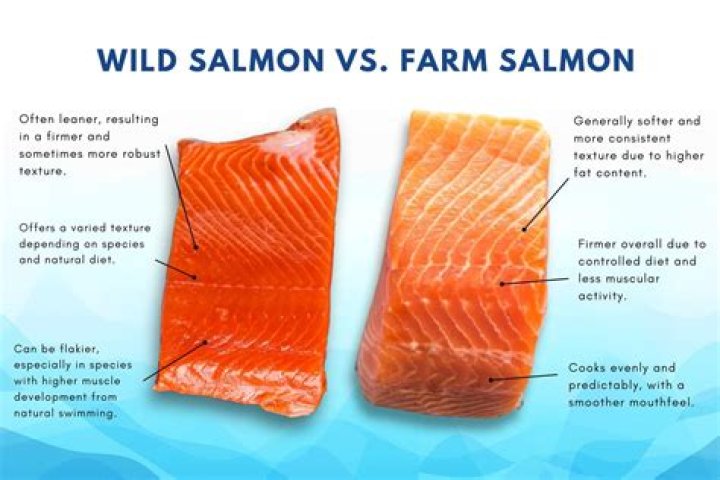 What is wrong with farmed salmon?