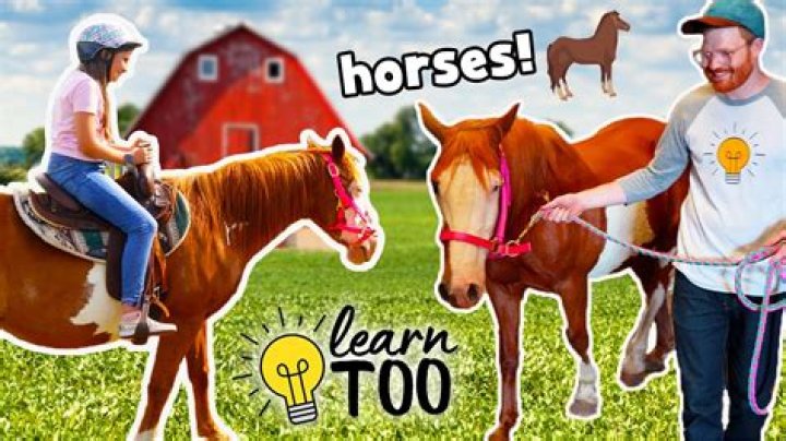 What kind of gear can you get on a horse?