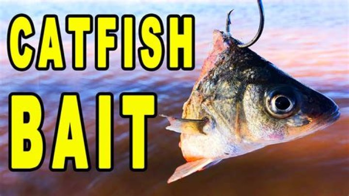 What meat is good for catfish bait?