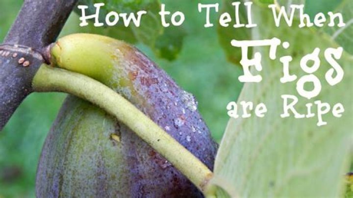 What month are figs ripe?