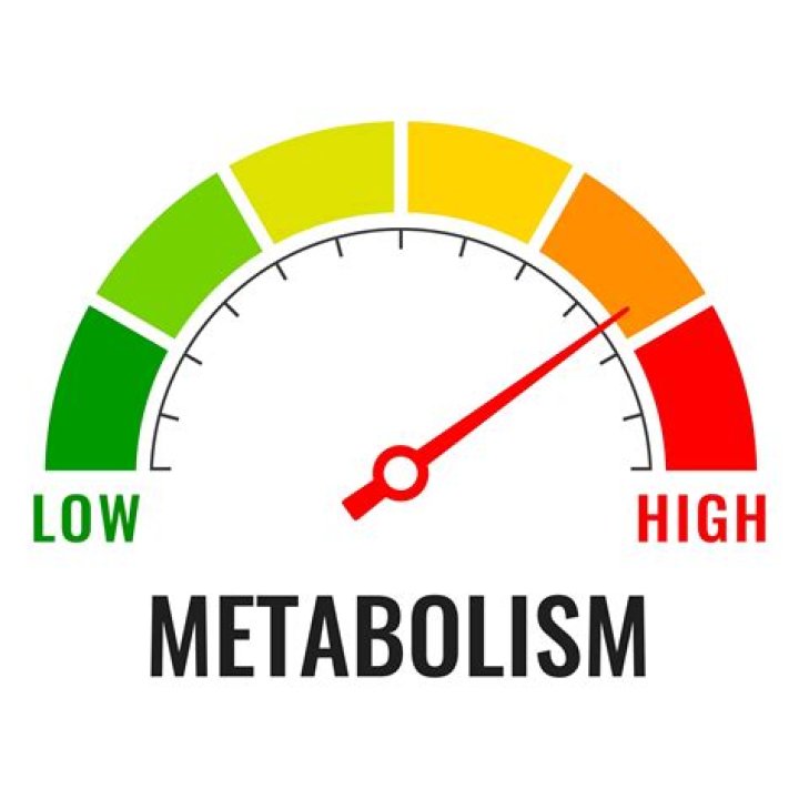What slows down your metabolism?