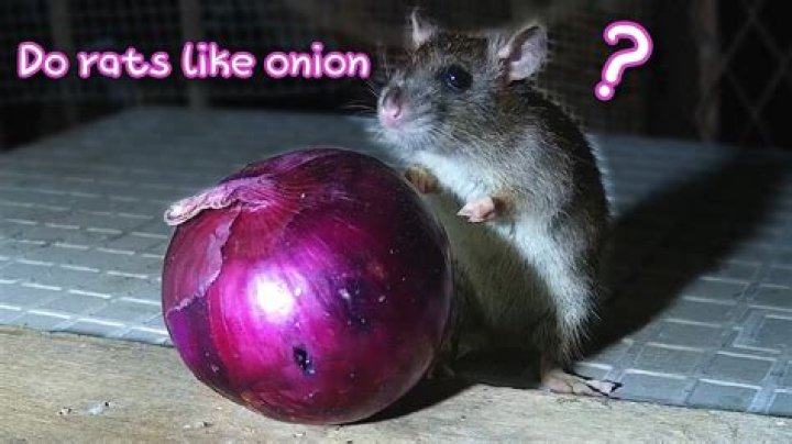 What smells deter rats?