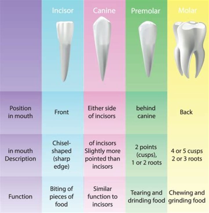What type of teeth is lucky?