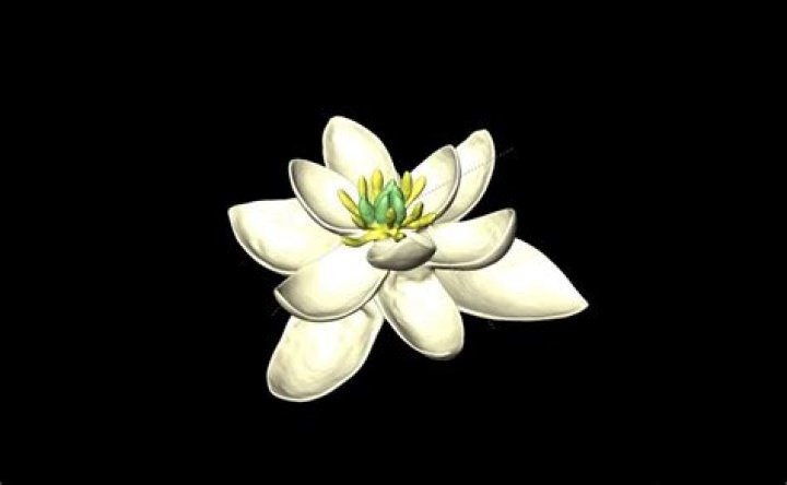 What was the first flower?