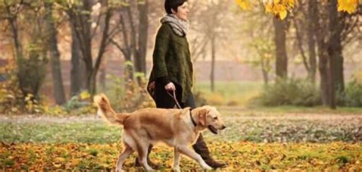 When to take your dog out of the dog park?